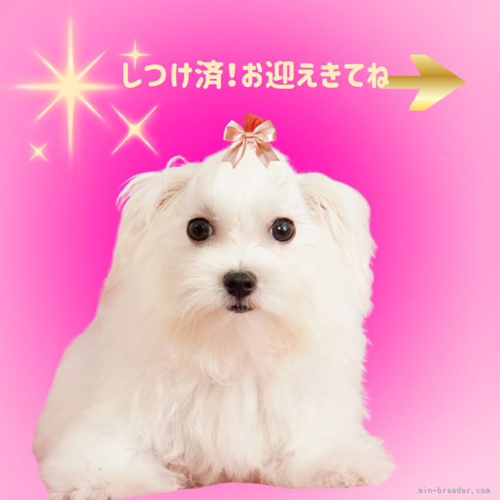 ブリーダー画像