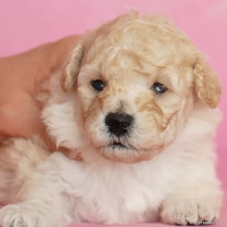 ID：2501-01081の子犬