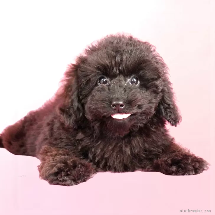 ID：2509-07606の子犬