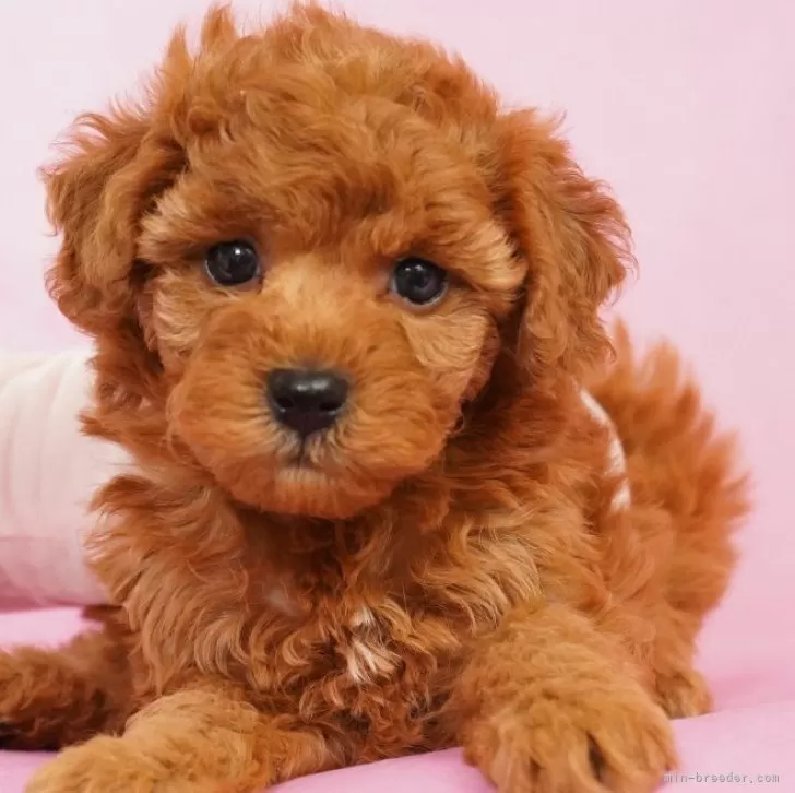 ドルチェ 様のお迎えした子犬