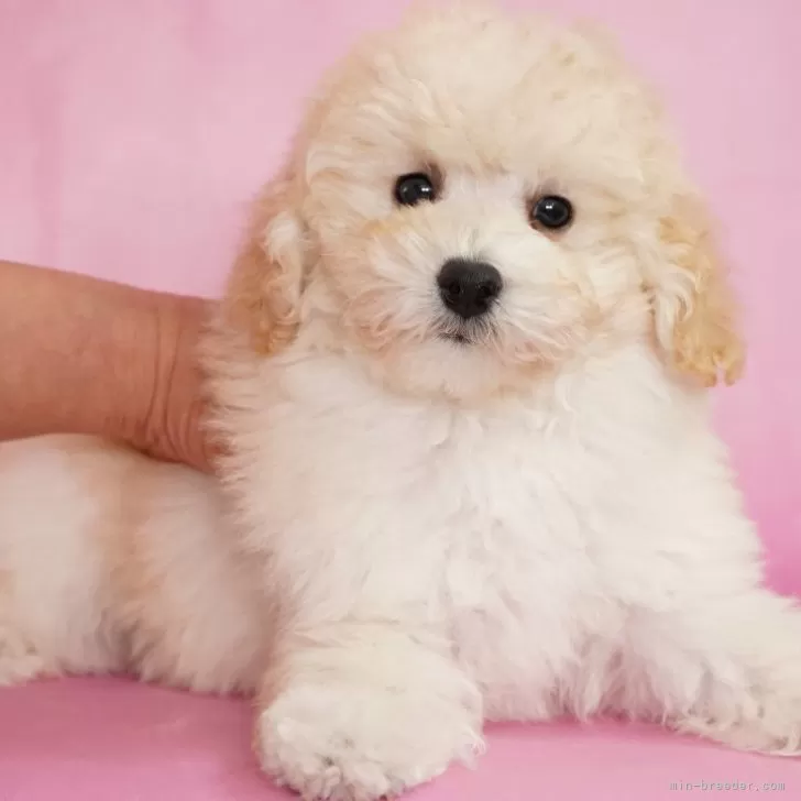 しろ 様のお迎えした子犬