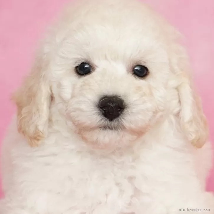 ID:2412-03605の子犬