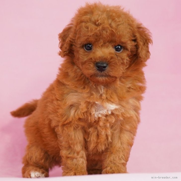 a*)様 トイプードル レッド トイプードル【茨城県・女の子・2025年8月22日・レッド】見学