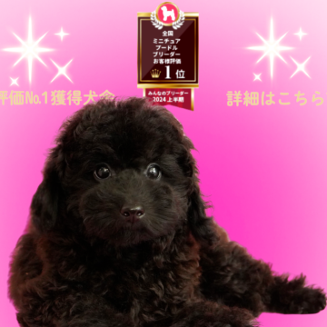 ミディアムプードル【茨城県・男の子・2025年7月4日・ブラック】の写真「ミニチュアプードル全国評価№1獲得犬舎！」