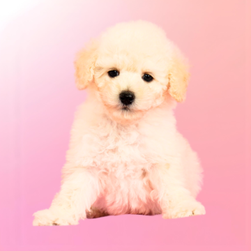 ミディアムプードル【茨城県・男の子・2025年10月16日・ホワイト】の写真「おかげさまでミニチュアプードル全国評価№1獲得👑」