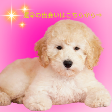 ミディアムプードル【茨城県・女の子・2025年7月20日・ペールフォーン】の写真「ミディアムの魅力！直接会って確かめてください！！」