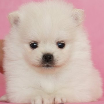 ポメラニアン【茨城県・女の子・2024年11月17日・ホワイト】の写真「特別チャーミングなポメちゃんです！」