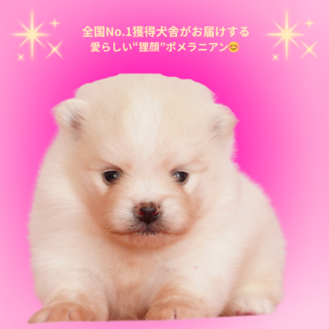 ポメラニアン【茨城県・女の子・2025年9月2日・クリーム&ホワイト】の写真「全国評価で光栄な賞をいただきました✨」