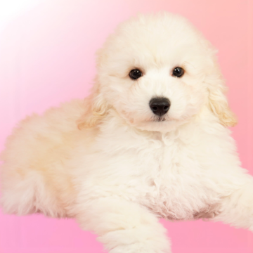 ミニチュアプードル【茨城県・男の子・2025年9月1日・ホワイト】の写真「👑ミニチュアプードル全国評価№1獲得」