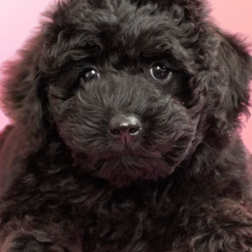 ミディアムプードル【茨城県・男の子・2025年10月16日・ブラック】の写真「おかげさまでミニチュアプードル全国評価№1獲得👑」