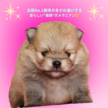 ポメラニアン【茨城県・男の子・2025年9月2日・クリームセーブル】の写真「全国評価で光栄な賞をいただきました✨」