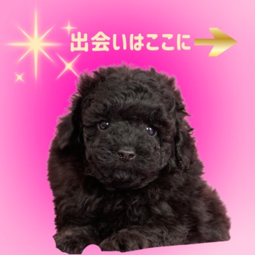 ミニチュアプードル【茨城県・男の子・2025年8月18日・ブラック】の写真「チャンピオン直子＝その輝きを受け継いだ子です✨」