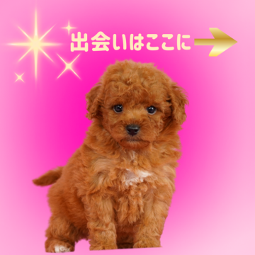 トイプードル(トイ)【茨城県・女の子・2025年8月22日・レッド】の写真「見学本日承ります！親子に会ってください！！」
