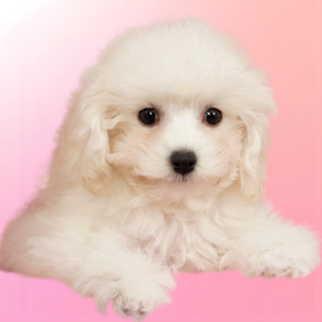 ミニチュアプードル【茨城県・女の子・2025年9月1日・ホワイト】の写真「おかげさまでミニチュアプードル全国評価№1獲得👑」