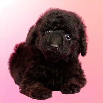 ミニチュアプードル【茨城県・男の子・2025年10月14日・ブラック】の写真「おかげさまでミニチュアプードル全国評価№1獲得👑」