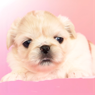 ペキニーズ【茨城県・女の子・2025年11月5日・ホワイト】の写真「そばにいるだけで心がゆるむ性格の犬種です」