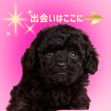 ミニチュアプードル【茨城県・女の子・2025年8月18日・ブラック】の写真「ディスカウント：噛み合わせアンダーショットぎみ」
