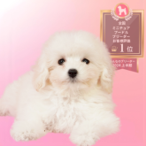 ミニチュアプードル