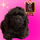 ミニチュアプードル