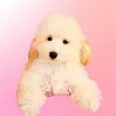 ミニチュアプードル