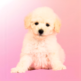 ミディアムプードル