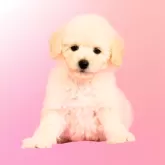 ミディアムプードル