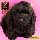 ミニチュアプードル