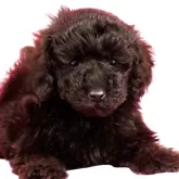 ミニチュアプードル