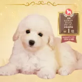 ミニチュアプードル