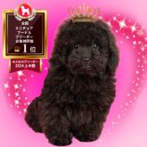 ミニチュアプードル