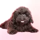 ミニチュアプードル