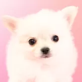 チワワ(ロング)