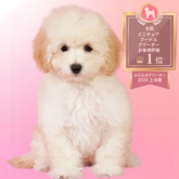 ミニチュアプードル