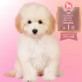 ミニチュアプードル