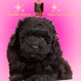 ミニチュアプードル