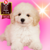 ミニチュアプードル