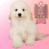 ミニチュアプードル