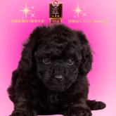 ミニチュアプードル