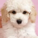 ミニチュアプードル