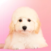 ミニチュアプードル