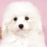 ミニチュアプードル【茨城県・女の子・2025年9月1日・ホワイト】の写真1「ぜひ一度愛くるしいこの子に直接会いに来てみてください。その一瞬で“この子だ”と分かると思います💗」