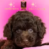 ミニチュアプードル