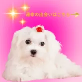マルチーズ