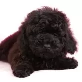 ミディアムプードル