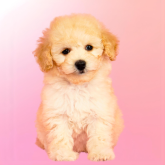 ミディアムプードル