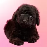 ミニチュアプードル