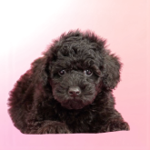 ミディアムプードル