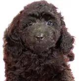 ミディアムプードル