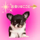 チワワ(ロング)