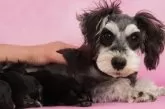 ミニチュアシュナウザー【茨城県・男の子・2025年1月22日・ブラック&シルバー】の写真10「ママ犬:フローズンちゃん」